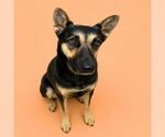 Small #1 German Shepherd Dog