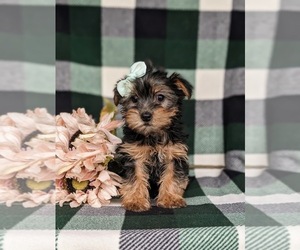 Yorkshire Terrier Puppy for sale in LITITZ, PA, USA