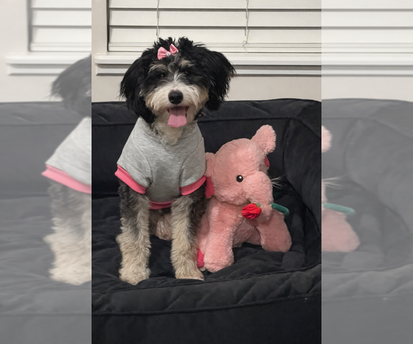 Medium Photo #1 Bernedoodle (Miniature) (+ Poodle Miniature) Puppy For Sale in WESTERVILLE, OH, USA