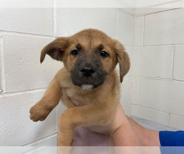 Medium Photo #1 German Shepherd Dog Puppy For Sale in San Bernardino, CA, USA