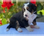 Puppy 3 Bernedoodle