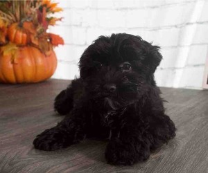 Zuchon Puppy for sale in RED LION, PA, USA