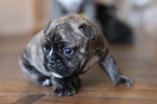 Small Photo #4 French Bulldog Puppy For Sale in ALEXANDRIA, OH, USA
