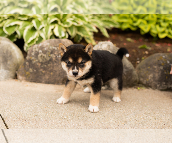 Medium Photo #3 Shiba Inu Puppy For Sale in MILLERSBURG, IN, USA