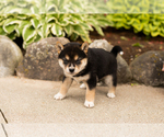 Small #2 Shiba Inu