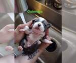 Small Photo #4 Boston Terrier Puppy For Sale in KINGSPORT, TN, USA