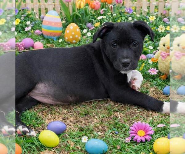 Medium Photo #3 Bulldog-Unknown Mix Puppy For Sale in Yardley, PA, USA