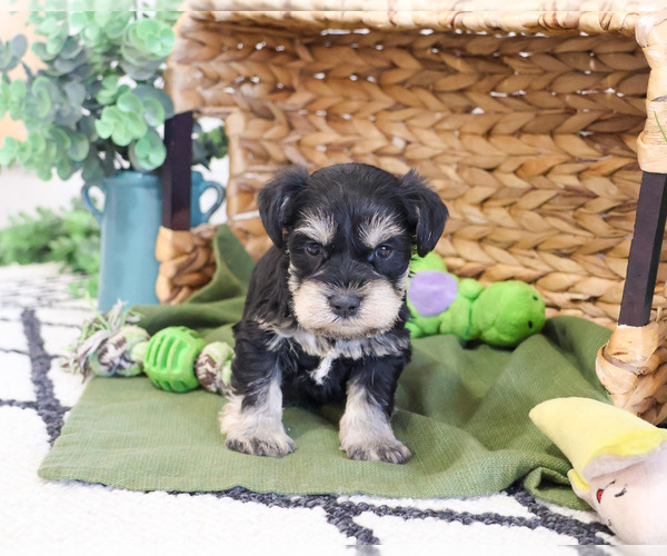 Medium Photo #5 Schnauzer (Miniature) Puppy For Sale in SYRACUSE, IN, USA