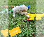 Small Photo #3 Goldendoodle Puppy For Sale in MACON, VA, USA