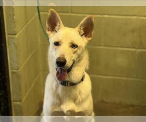 German Shepherd Dog Dogs for adoption in Tulsa, OK, USA