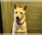 Small German Shepherd Dog