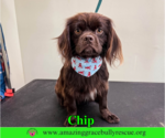 Small Colonial Cocker Spaniel