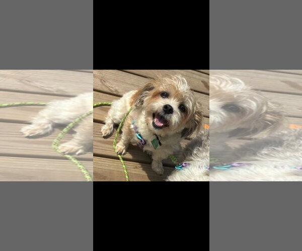 Medium Photo #4 Shih Tzu Puppy For Sale in Harrisburg, PA, USA
