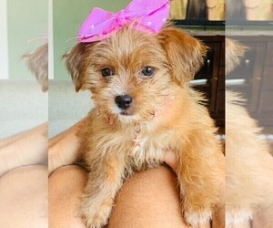 Maltipoo-Yorkshire Terrier Mix Puppy for sale in CANTON, MI, USA