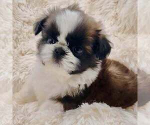 Shih Tzu Puppy for Sale in JACKSONVILLE, Florida USA