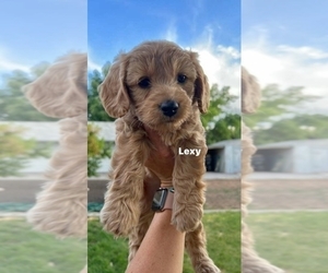 -Goldendoodle Mix Puppy for sale in MAPLETON, UT, USA