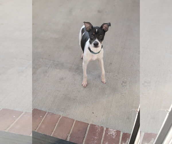 Medium Photo #5 Rat Terrier-Unknown Mix Puppy For Sale in Oakhurst, NJ, USA
