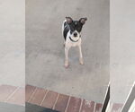 Small #4 Rat Terrier Mix
