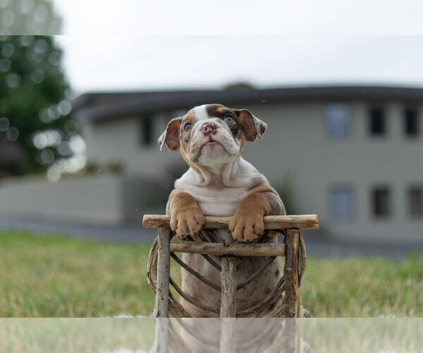 Medium Photo #2 Bulldog Puppy For Sale in WARSAW, IN, USA