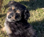 Puppy Pickles Aussiedoodle Miniature 