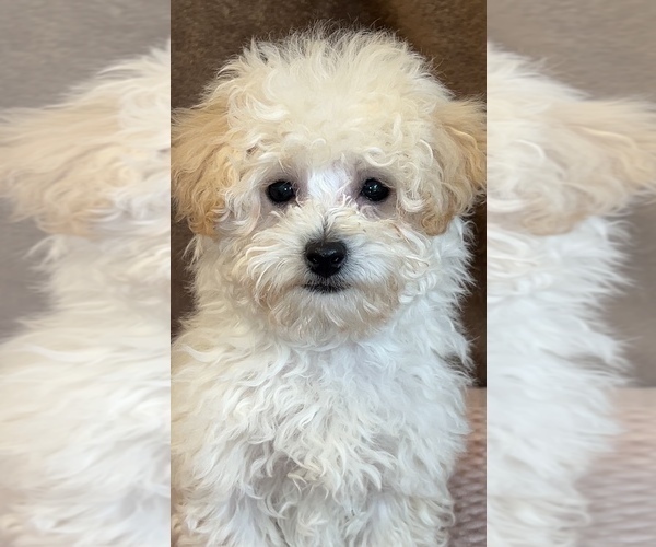Medium Photo #1 Poodle (Toy) Puppy For Sale in MARTINSVILLE, IN, USA