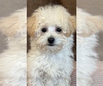 Small Photo #1 Poodle (Toy) Puppy For Sale in MARTINSVILLE, IN, USA