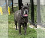 Small #1 Mutt