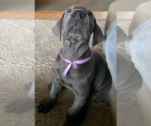 Medium Photo #5 Great Dane Puppy For Sale in ROAMING SHORES, OH, USA