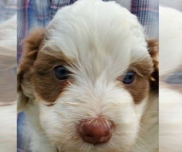 Medium Photo #1 Bernedoodle (Miniature) Puppy For Sale in LEETONIA, OH, USA