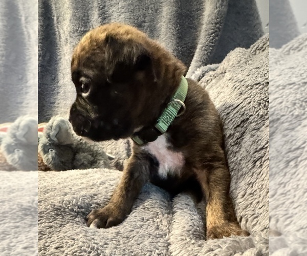 Medium Photo #20 Boxer Puppy For Sale in LANSING, MI, USA