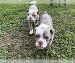 Small #12 Olde English Bulldogge