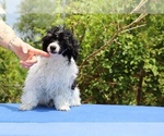 Small #20 Poodle (Toy)