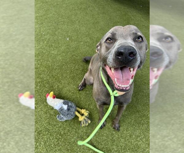 Medium Photo #1 Unknown-Weimaraner Mix Puppy For Sale in Waco, TX, USA
