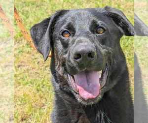 Mutt Dogs for adoption in Anniston, AL, USA