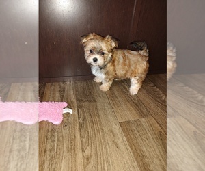 Yorkshire Terrier Puppy for sale in LAPEER, MI, USA