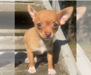 Chihuahua Puppy for sale in CHARLOTTE, NC, USA