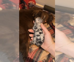 Miniature Australian Shepherd Puppy for sale in NORTH RICHLAND HILLS, TX, USA