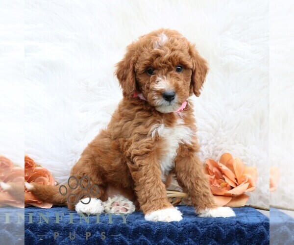 Medium Photo #5 Goldendoodle (Miniature) Puppy For Sale in LEOLA, PA, USA