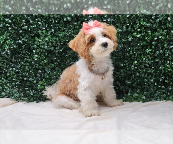 Medium Photo #4 Maltipoo Puppy For Sale in BLOOMINGTON, IN, USA