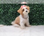 Small #3 Maltipoo