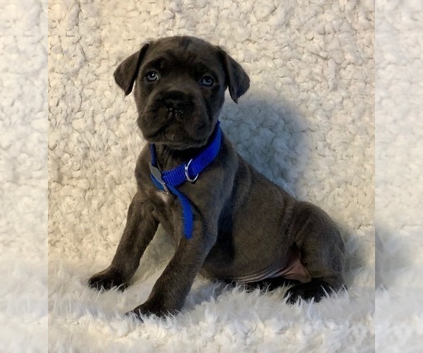 Medium Photo #31 Cane Corso Puppy For Sale in HESPERIA, CA, USA