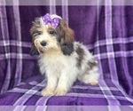Small #6 ShihPoo