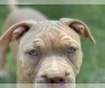Small Photo #8 American Bully Puppy For Sale in RAEFORD, NC, USA