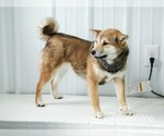 Small Photo #4 Shiba Inu Puppy For Sale in LIBERTY, KY, USA