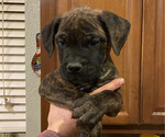 Puppy 8 Bullmastiff