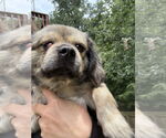 Small #5 Pekingese Mix