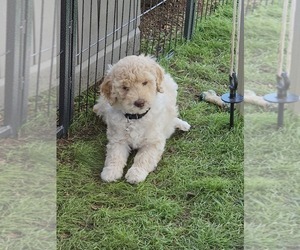 Goldendoodle Litter for sale in SHOW LOW, AZ, USA
