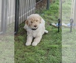 Image preview for Ad Listing. Nickname: Litter of 8