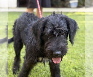 Mutt Dogs for adoption in Yardley, PA, USA
