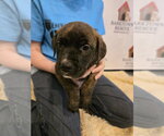 Small American Staffordshire Terrier Mix